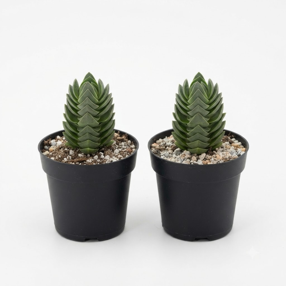 2 Crassula Succulents Plants Live in 2 Inch Pot, Rare Live Succulents, Air-Purifying, Low Maintenance, Perfect for Home and Office Décor, Easy Care Starter Plants