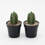 2 Crassula Succulents Plants Live in 2 Inch Pot, Rare Live Succulents, Air-Purifying, Low Maintenance, Perfect for Home and Office Décor, Easy Care Starter Plants