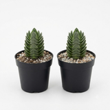 2 Crassula Succulents Plants Live in 2 Inch Pot, Rare Live Succulents, Air-Purifying, Low Maintenance, Perfect for Home and Office Décor, Easy Care Starter Plants