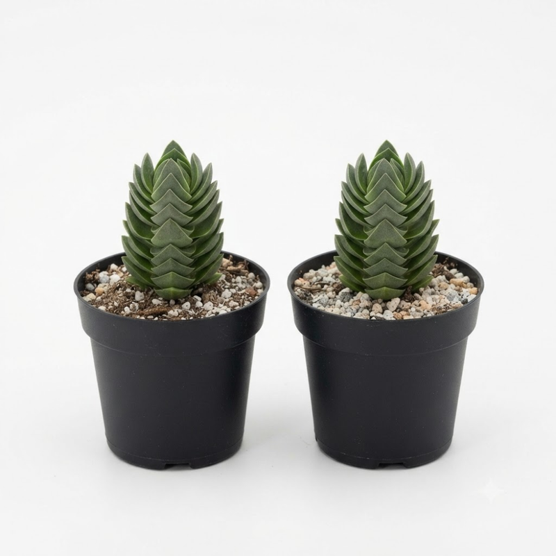 2 Crassula Succulents Plants Live in 2 Inch Pot, Rare Live Succulents, Air-Purifying, Low Maintenance, Perfect for Home and Office Décor, Easy Care Starter Plants