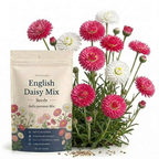 900 Pcs English Daisy Seeds Mixed for Outdoors, Non-GMO Heirloom Flowers for Patios, Easy to Care Outdoor Yard Decor