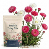 900 Pcs English Daisy Seeds Mixed for Outdoors, Non-GMO Heirloom Flowers for Patios, Easy to Care Outdoor Yard Decor