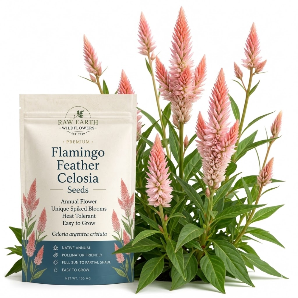 75 Pcs Flamingo Feather Celosia Seeds for Outdoors, Adaptable Heirloom Yielding Striking Light Pink Plumes, Low Maintenance Cut Flowers