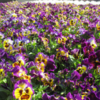 75 Frizzle Sizzle Pansy Seeds, Heirloom, Non-GMO Edible Flower Seeds, Charming Whimsical Ruffled Accent, Perfect Unique Seed Gift for Gardeners