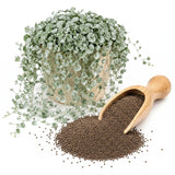 Silver Falls Dichondra Seeds, 10 Pcs, Low Maintenance, Heat Tolerant Trailing Foliage, Ideal for Hanging Baskets & Patio Pots