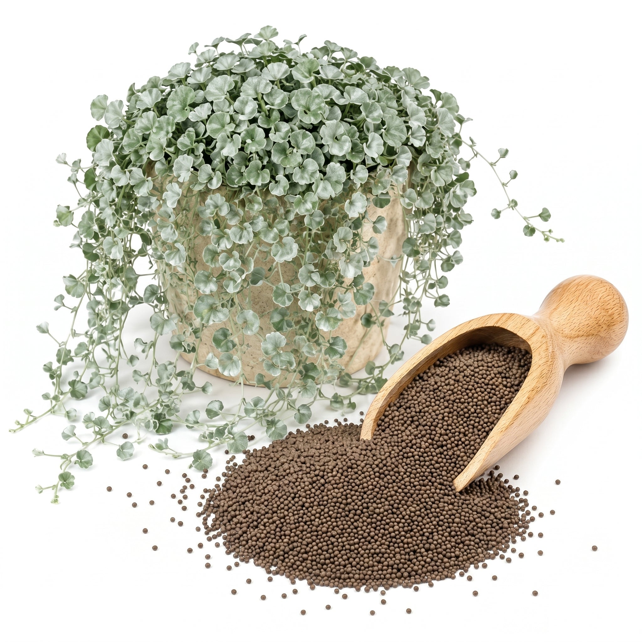 Silver Falls Dichondra Seeds, 10 Pcs, Low Maintenance, Heat Tolerant Trailing Foliage, Ideal for Hanging Baskets & Patio Pots