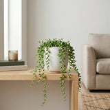Succulents Plants Live - String of Tears | Live Variegated Trailing Succulent in 2 Inch Pot | Indoor Houseplant for Home or Office Displays | Easy to Grow