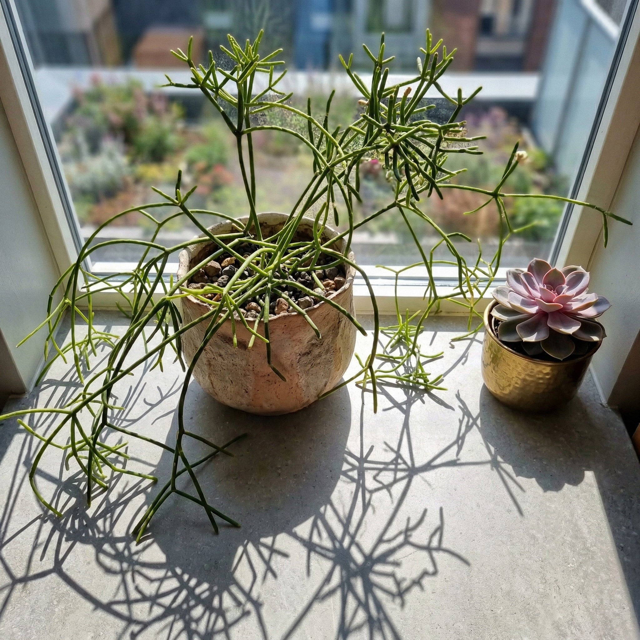 Variegated Pencil Plant Live | Pencil Cactus Live Plant Bare Root | Cactus Pencils Succulent | Live Cactus Plants Indoor for Shelves & Desks