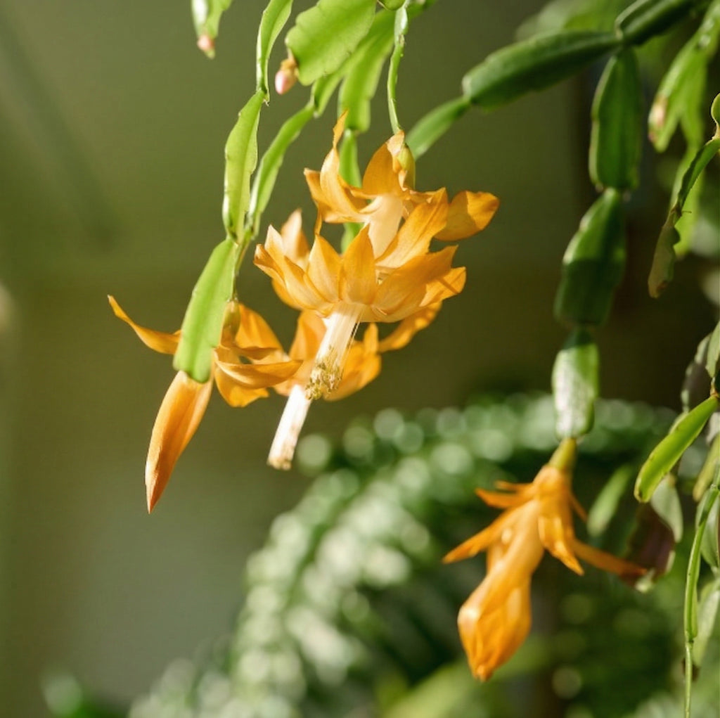 Yellow Christmas Cactus | 3–4 Inch Tall Christmas Live Plant | Easy to Grow Indoor Houseplant | Gift-Ready Houseplant for Home Décor, Friends & New Beginnings