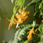 Yellow Christmas Cactus | 3–4 Inch Tall Christmas Live Plant | Easy to Grow Indoor Houseplant | Gift-Ready Houseplant for Home Décor, Friends & New Beginnings