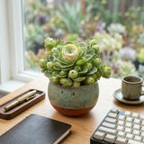 Mountain Rose Succulent Greenovia Dodrentalis Live Plant in 2-Inch Pot | Unique Rose-Shaped Crassulaceae for Indoor Home and Office Decor