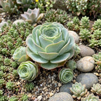 Live Mountain Rose Succulent | Greenovia Dodrentalis in 2-Inch Pot | Dormant Rose-Bud Shaped Succulent | Established Root System for Terrariums and Windowsills