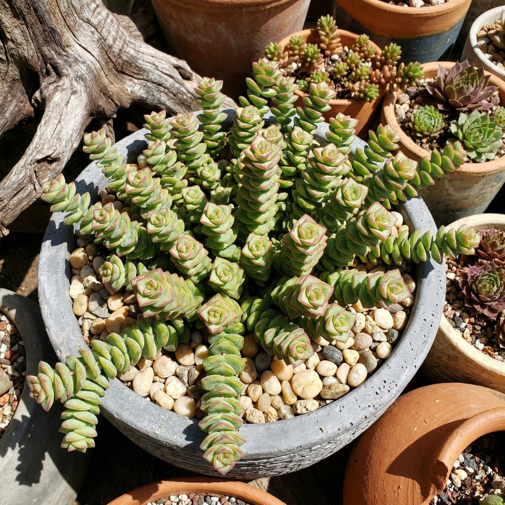 String of Buttons Live Plant | Compact Trailing Variegated Succulent in 4 Inch Pot | Plant for Home Office Decoration & DIY Projects