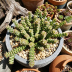 String of Buttons Live Plant | Compact Trailing Variegated Succulent in 4 Inch Pot | Plant for Home Office Decoration & DIY Projects
