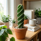 Spiral Cactus Live Plant, 3.5 Inch Pot, Potted Cereus Forbesii Spiralis, Unique Geometric Succulent for Home and Office Décor