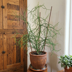 Pencil Cactus Bare Root Live Plant | Variegated Pencil Plant Live Succulent | Decorative Cactus Pencils | Live Indoor Cactus Plant for Home Decor, Office Spaces & Gift Ideas