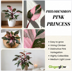 Philodendron Pink Princess Live Plant | Pink Princess Philodendron in Self-Watering 4'' Inch Pot | Easy Plants Live Houseplants for Home & Office Décor