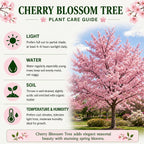 (No Ship to CA, HI, AK) Kwanzan Cherry Blossom Tree in Gallon Pot, 3 Ft Tall Japanese Cherry Blossom Tree, Hardy Ornamental Flowering Tree for Garden Borders, Pathways, and Front Yards