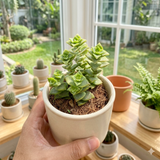 String of Buttons Plant Live | Crassula Perforata Succulent |Live Trailing Succulent in 2 Inch Pot | Rooted Indoor Houseplant for Home or Office Displays