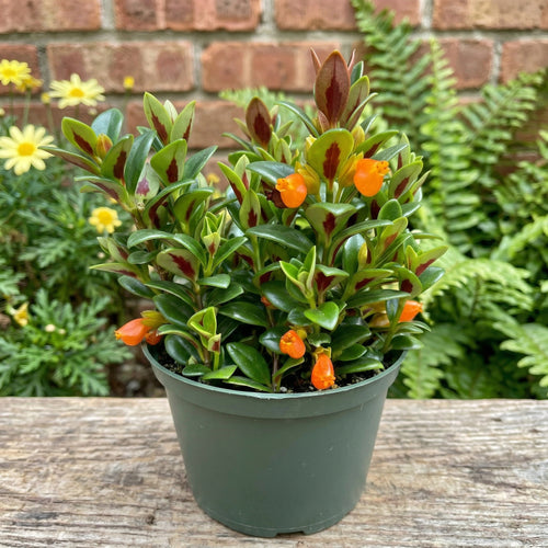 Goldenfish Plant Live for Planting in 4-Inch Pot | Vibrant Trailing Goldfish Tree with Orange Blooms | Perfect for Indoor Displays | Unique Gift for Plant Enthusiasts