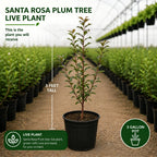 No Ship to CA, HI, AK, Santa Rosa Plum Tree Live Plant, 3 Gallon Pot - 3 Ft Tall, Easy Care, Fragrant Juicy Red Fruit, Perfect for Home Orchards and Patio