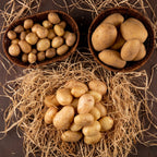 Color Mix Seed Potatoes for Planting Outdoors, Yukon Gold - Red - Russet Potatoes Seeds, 2lbs, Ideal for Home Gardening, Cooking & Containers