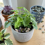 Piggyback Live Plant Tolmiea Menziesii | 4-Inch Pot | Low Maintenance Live Houseplant with Trailing Habit