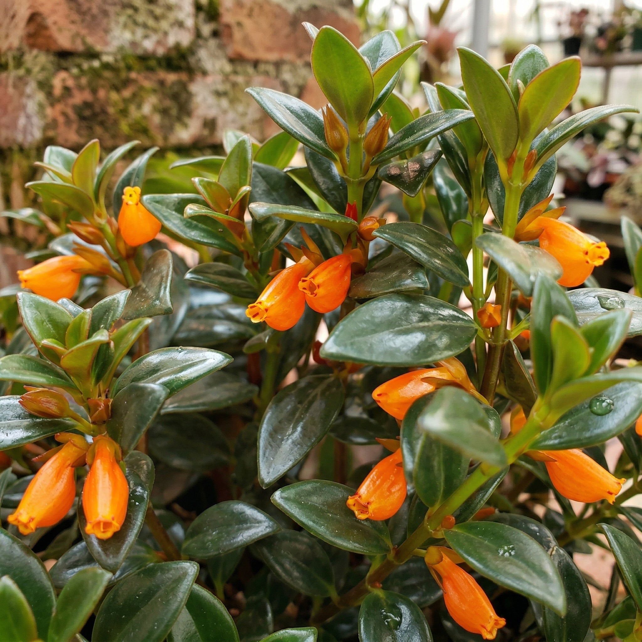 Goldenfish Plant Live for Planting in 4-Inch Pot | Vibrant Trailing Goldfish Tree with Orange Blooms | Perfect for Indoor Displays | Unique Gift for Plant Enthusiasts