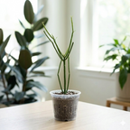 Pencil Cactus Live Plant in 4 Inch Pot | Variegated Pencil Plant Live Succulent | Decorative Cactus Pencils | Live Indoor Cactus Plant for Home Decor, Office Spaces & Gift Ideas