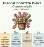 Calico Kitten Succulent Live in 4 Inch Pot | Pink Variegated Trailing Plant | Great for Window Ledges, Office Corners, and Compact Plant Displays
