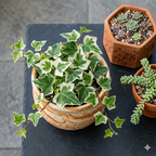 Ivy Live Plant in 4 Inch Pot - Wax Ivy | Real Wax Ivy Plant | Trailing & Climbing Easy-Care Houseplant | Live Houseplants for Home & Office Décor