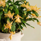 2 Yellow Christmas Cactus | 3–4 Inch Tall Christmas Live Plant | Easy to Grow Indoor Houseplant | Gift-Ready Houseplant for Home Décor, Friends & New Beginnings