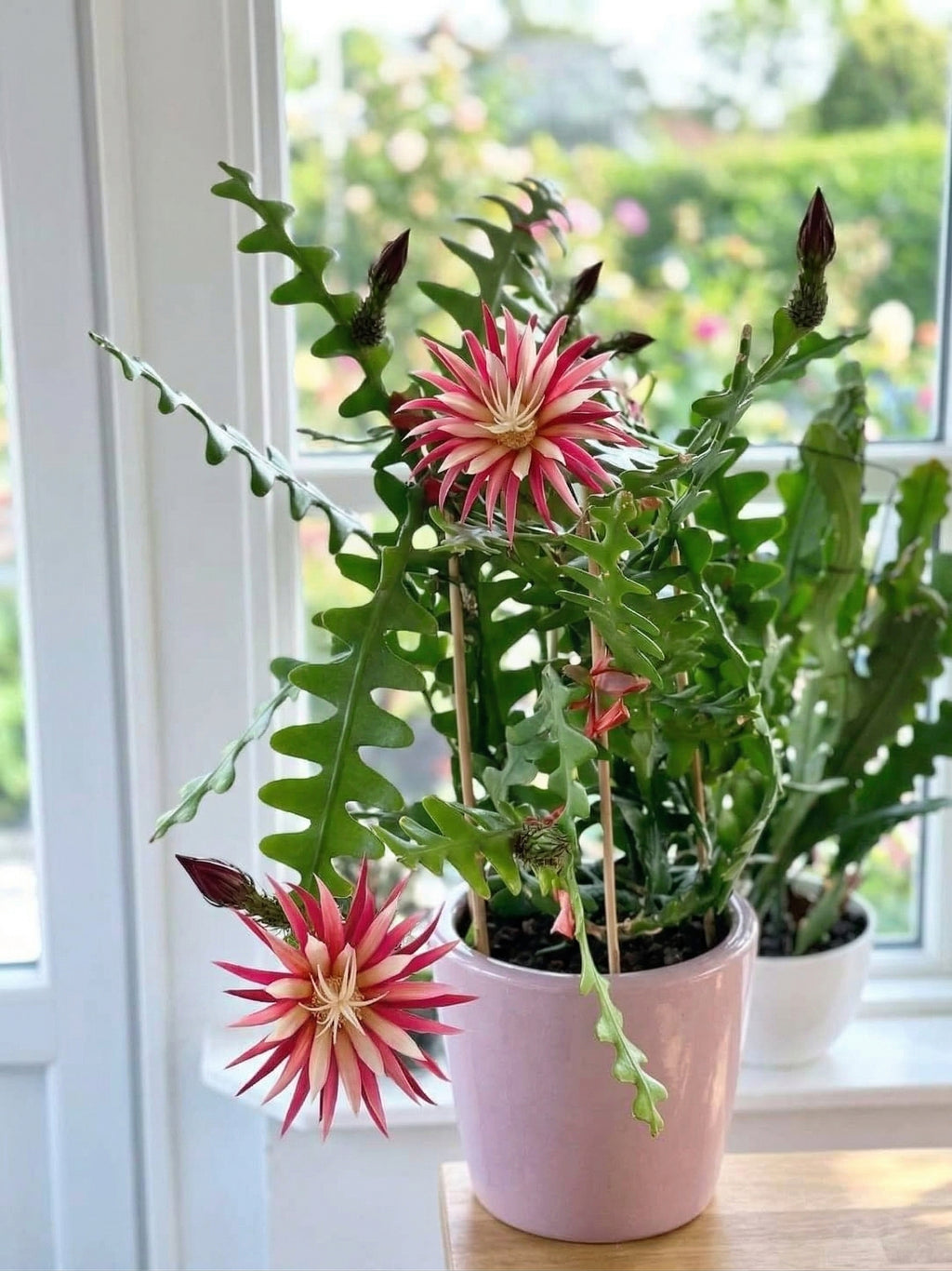 RIC Rac Cactus Live Plant in 3" Inch Pot | Distinctive Fishbone-Shaped Trailing Foliage | Low-Maintenance Indoor Cactus for Shelves and Hanging Displays