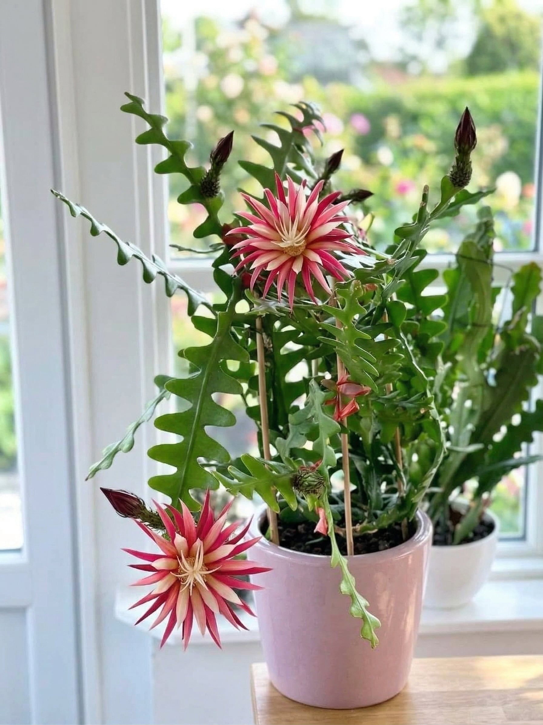 RIC Rac Cactus Live Plant in 3" Inch Pot | Distinctive Fishbone-Shaped Trailing Foliage | Low-Maintenance Indoor Cactus for Shelves and Hanging Displays