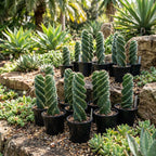 Spiral Cactus Live Plant, 3.5 Inch Pot, Potted Cereus Forbesii Spiralis, Unique Geometric Succulent for Home and Office Décor