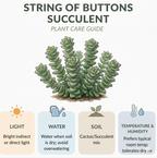 Crassula String of Buttons Live Plant | Compact Trailing Succulent in 2 Inch Pot | Plant for Home Office, Wedding Hanging Decoration & DIY Projects
