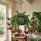 Live Goldfish Cactus Plant (Columnea Long Leaf) 4-6 Inch Tall | Long Leaf Variety, Flowering Trailing Plant Suitable for Gifts & Ideal for Home Interiors