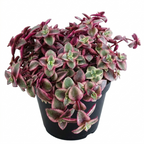 Calico Kitten Succulent Live in 4 Inch Pot | Pink Variegated Trailing Plant | Great for Window Ledges, Office Corners, and Compact Plant Displays