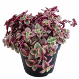 Calico Kitten Live Trailing Succulent in 6 Inch Pot | Vibrant Variegated Crassula | Great for Macrame Hangers, Decorative Shelving, and Indoor Green Displays