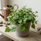 Piggyback Live Plant Tolmiea Menziesii | 4-Inch Pot | Low Maintenance Live Houseplant with Trailing Habit