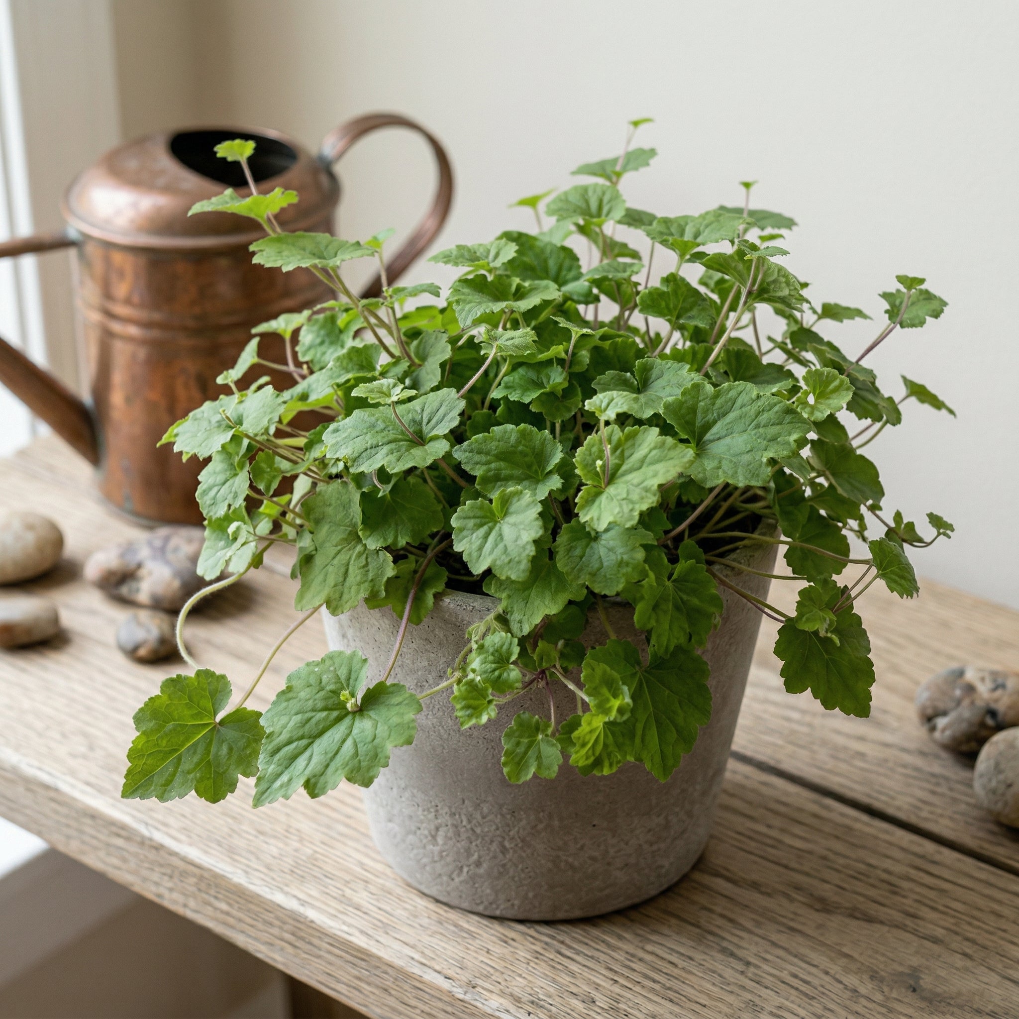 Piggyback Live Plant Tolmiea Menziesii | 4-Inch Pot | Low Maintenance Live Houseplant with Trailing Habit