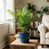 Parlor Palm, 4 Inch Pot Size, Potted Indoor Plant, Low Maintenance Tabletop Palm for Bright Indirect Light