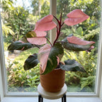 Philodendron Pink Princess Live Plant | Pink Princess Philodendron in Self-Watering 4'' Inch Pot | Easy Plants Live Houseplants for Home & Office Décor
