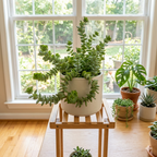 Crassula String of Buttons Live Plant | Compact Trailing Succulent in 2 Inch Pot | Plant for Home Office, Wedding Hanging Decoration & DIY Projects