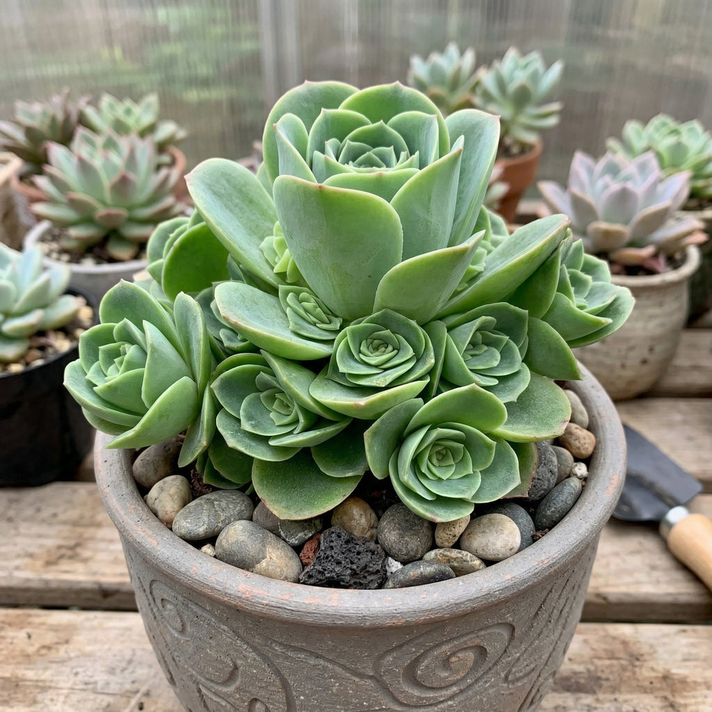 Live Mountain Rose Succulent | Greenovia Dodrentalis in 2-Inch Pot | Dormant Rose-Bud Shaped Succulent | Established Root System for Terrariums and Windowsills