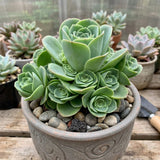 Live Mountain Rose Succulent | Greenovia Dodrentalis in 2-Inch Pot | Dormant Rose-Bud Shaped Succulent | Established Root System for Terrariums and Windowsills