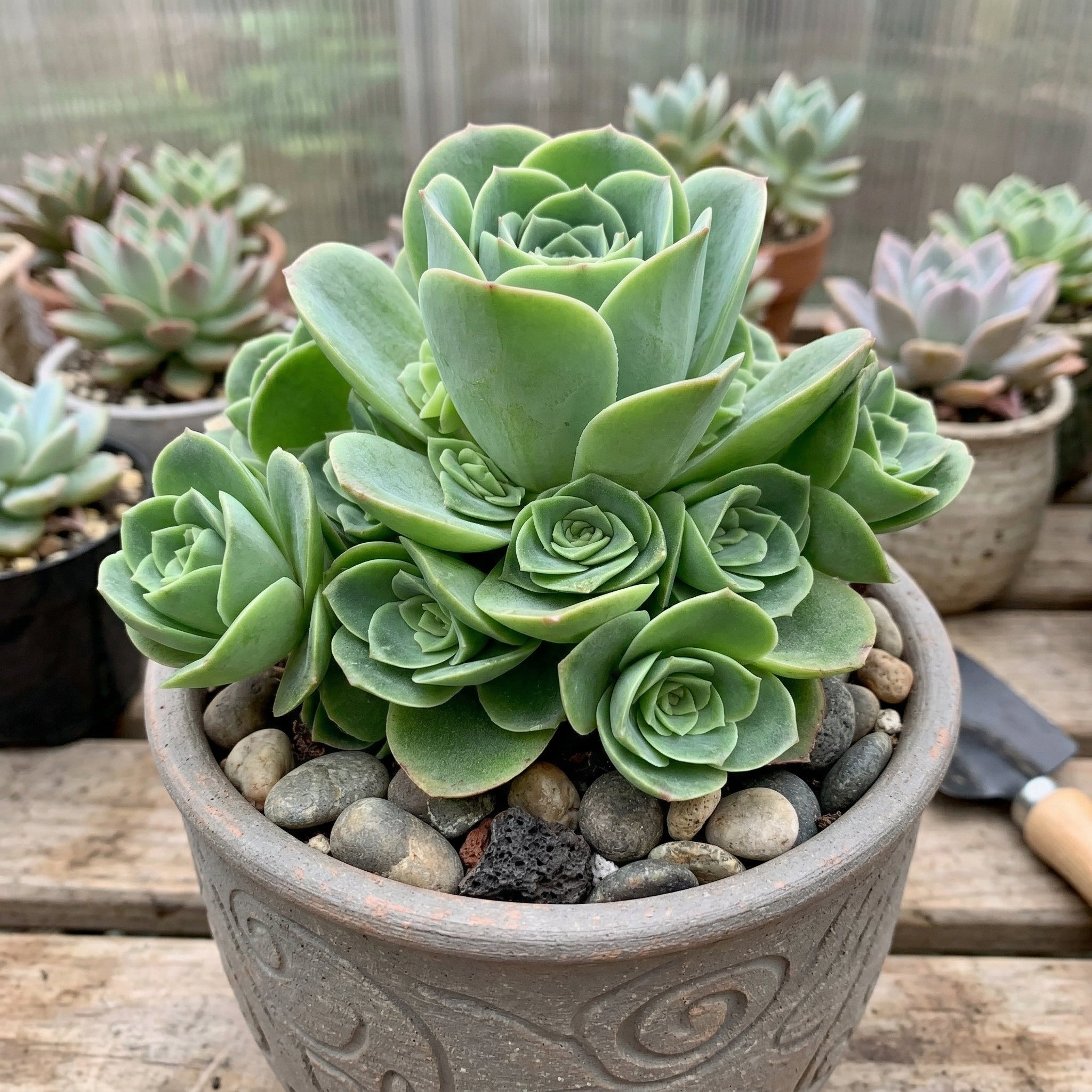 Live Mountain Rose Succulent | Greenovia Dodrentalis in 2-Inch Pot | Dormant Rose-Bud Shaped Succulent | Established Root System for Terrariums and Windowsills