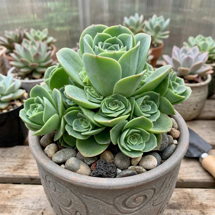 Mountain Rose Succulent (Greenovia Dodrentalis) | 2" Potted Live Plant | Low Maintenance Desk Plant for Modern Interiors