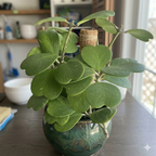 Live Green Hoya Kerrii Plant | Heart Leaf Vine in 4-Inch Pot | Established Tropical Indoor Plant | Versatile Heart-Shaped Foliage for Modern Design