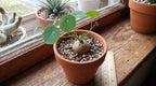 Stephania Cephalantha Live Plant in 2 – 2.5" Inch Pot | Stephania Erecta Plant Bulb | Low-Maintenance Indoor Greenery | Suitable for Desks, Shelves & Modern Décor | Great Botanical Gift